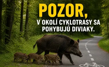 Pozor, mestská polícia varuje pred výskytom diviačej zveri pri cyklotrase medzi Púchovom a Nimnicou