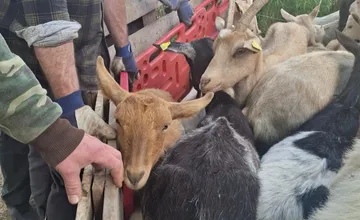Chovateľovi z okresu Prievidza odobrali desiatky zvierat, ignoroval výzvy, ošípané sa túlavali aj po cintoríne