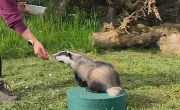 VIDEO: Už ste videli tréning jazveca? Najdúch Veles z bojnickej ZOO už ovláda prvé triky 