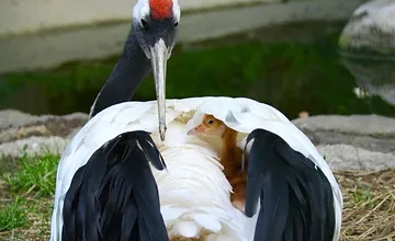 FOTO: V bojnickej ZOO sa vyliahlo mláďa žeriava čiernobieleho, návštevníci ho môžu vidieť len za špeciálnych podmienok