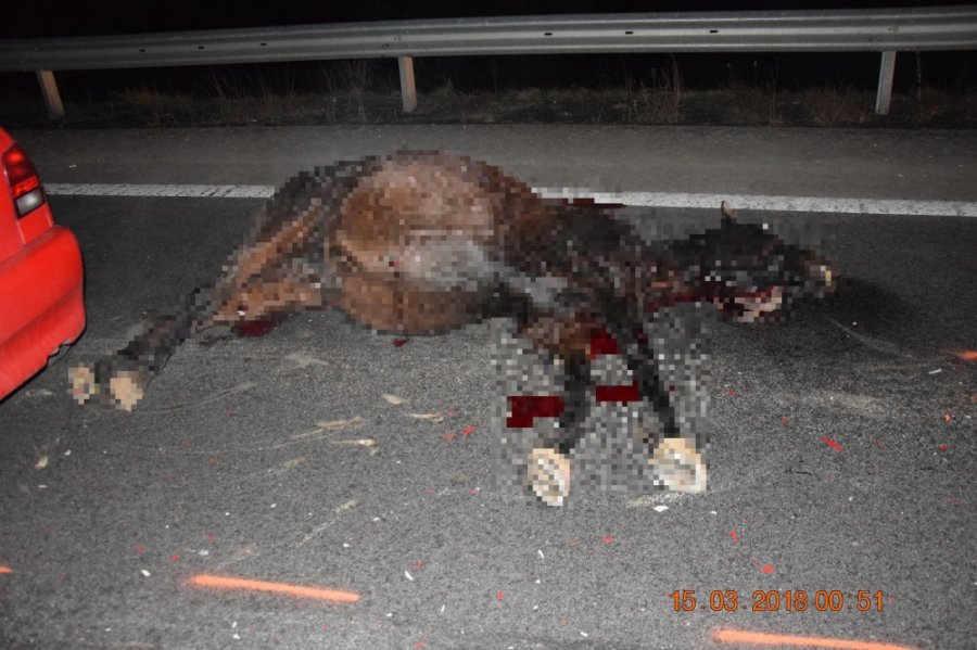 Osobné auto sa pri Prievidzi zrazilo s koňom, polícia pátra o majiteľovi uhynutého zvieraťa, foto 3
