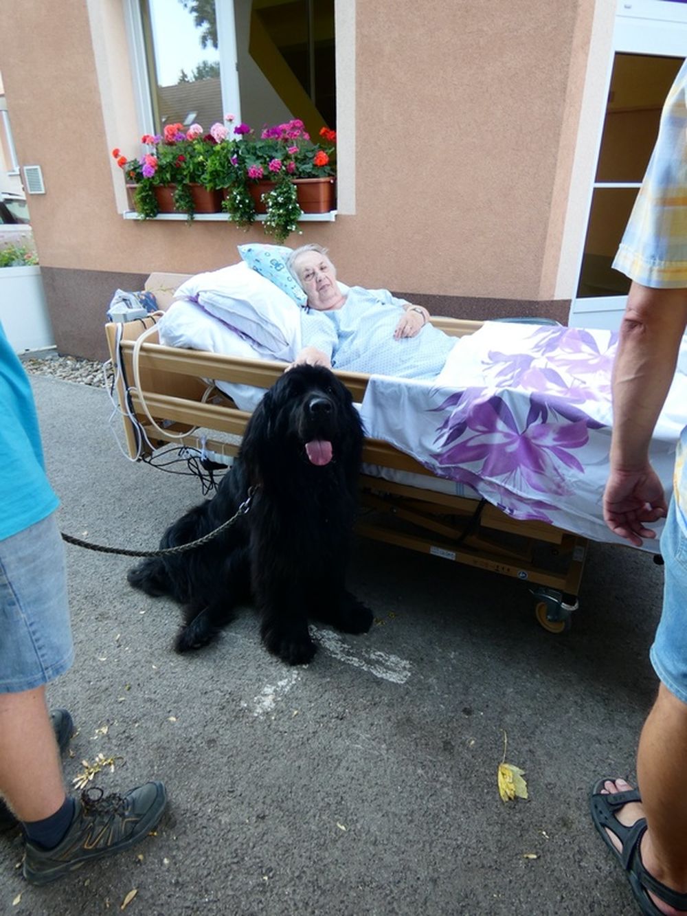 FOTO: Pacienti trenčianskeho hospicu s kobylkou Midi a psíkom Scoobym, foto 5