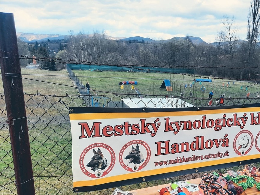 FOTO: Super čivaviak Longi valcuje konkurenciu. Bravúrny začiatok sezóny handlovských kynológov , foto 1