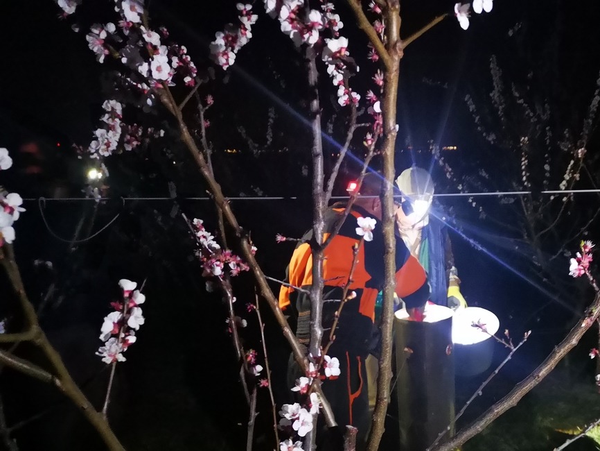 FOTO: Do ochrany úrody pred mrazom nasadili ovocinári aj moderné technológie. V sade horeli ohne a lietali drony, foto 3