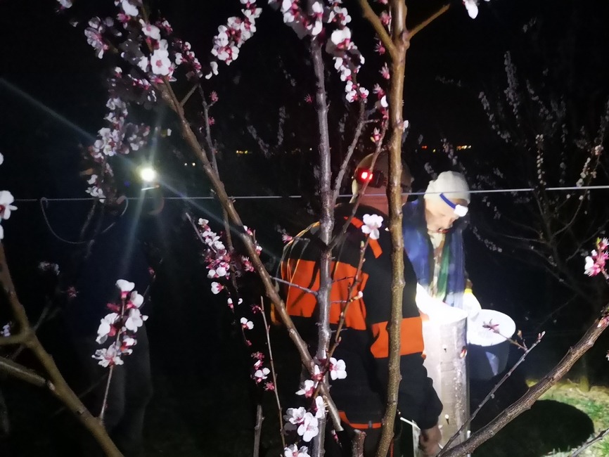 FOTO: Do ochrany úrody pred mrazom nasadili ovocinári aj moderné technológie. V sade horeli ohne a lietali drony, foto 4