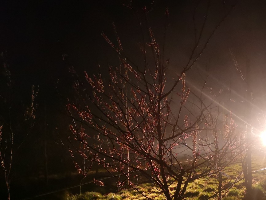 FOTO: Do ochrany úrody pred mrazom nasadili ovocinári aj moderné technológie. V sade horeli ohne a lietali drony, foto 12
