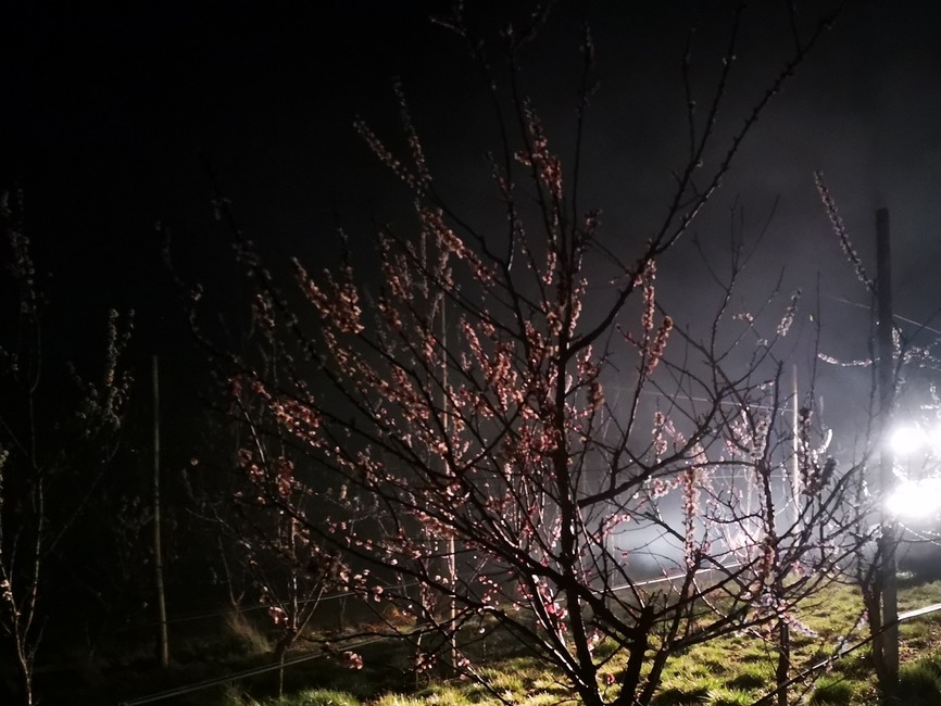 FOTO: Do ochrany úrody pred mrazom nasadili ovocinári aj moderné technológie. V sade horeli ohne a lietali drony, foto 13