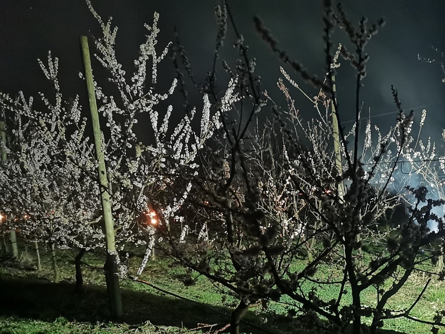 FOTO: Do ochrany úrody pred mrazom nasadili ovocinári aj moderné technológie. V sade horeli ohne a lietali drony, foto 15