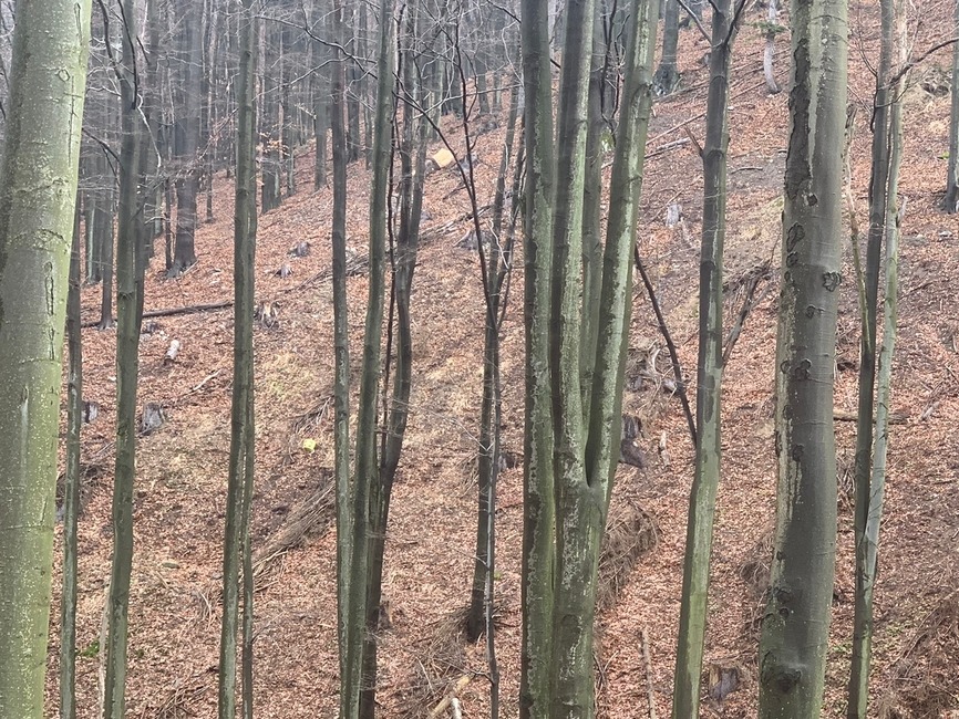 FOTO: Odhalenie Zásahového tímu pre medveďa hnedého: V Nedožeroch-Brezanoch neútočila tá istá šelma ako v Tužine, foto 3