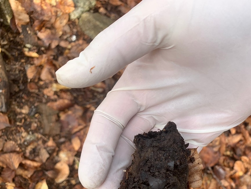 FOTO: Odhalenie Zásahového tímu pre medveďa hnedého: V Nedožeroch-Brezanoch neútočila tá istá šelma ako v Tužine, foto 4