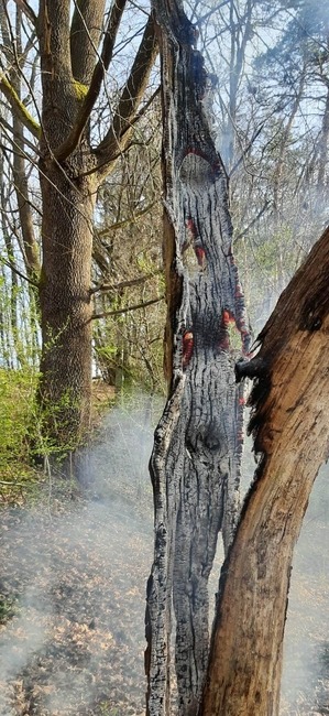 FOTO: Na hornej Nitre dnes ráno opäť horelo v lese. S plameňmi si poradili hasiči z Nitrianskeho Pravna, foto 2