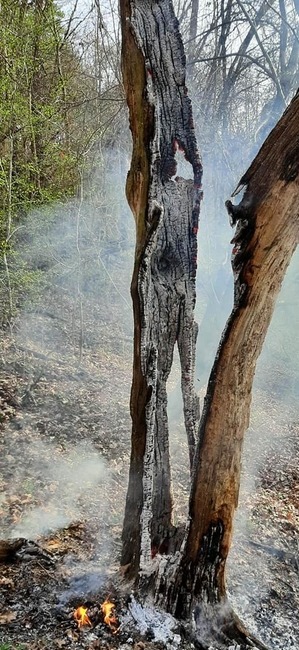 FOTO: Na hornej Nitre dnes ráno opäť horelo v lese. S plameňmi si poradili hasiči z Nitrianskeho Pravna, foto 7