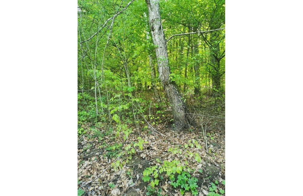 FOTO: Ďalšia obec na Považí hlási medveďa. Majú aj fotografie ako dôkaz, foto 1