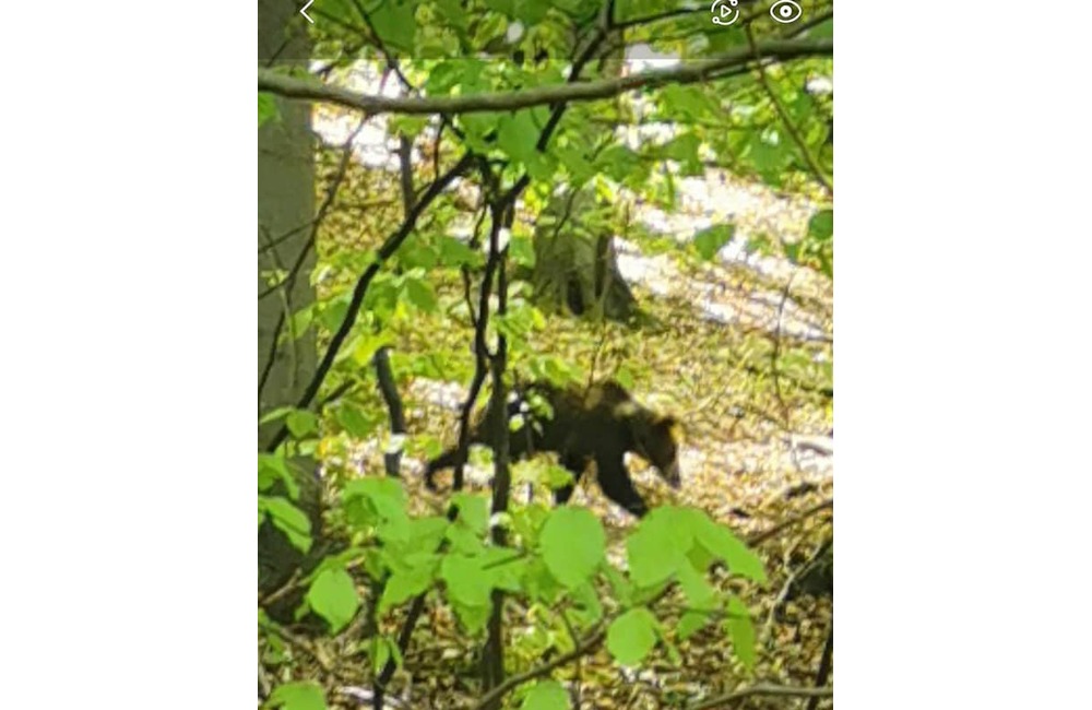 FOTO: Ďalšia obec na Považí hlási medveďa. Majú aj fotografie ako dôkaz, foto 3