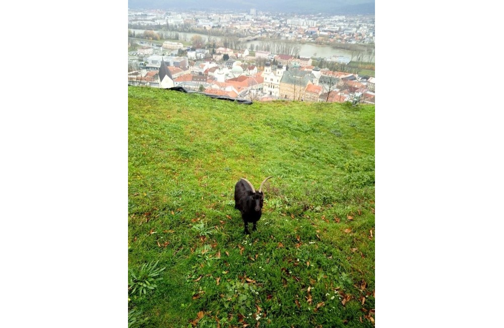 FOTO: Trenčiansky hrad opustila jedna z jeho ikon: Hermína, budeš nám chýbať, foto 1