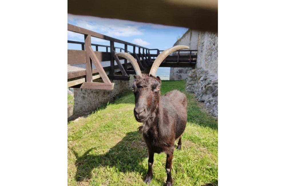 FOTO: Trenčiansky hrad opustila jedna z jeho ikon: Hermína, budeš nám chýbať, foto 3