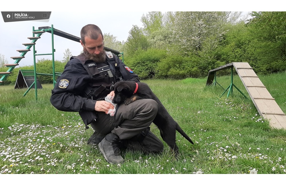 FOTO: Komisárka Rex z Trenčína – roztomilá posila policajných psovodov, foto 5