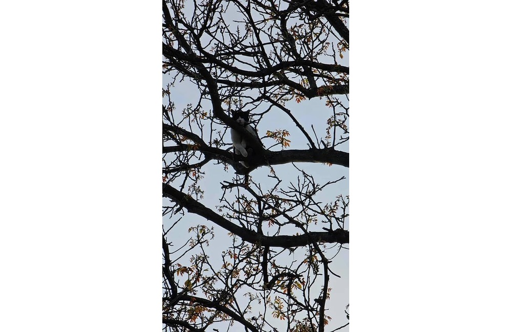 FOTO: Domino zamestnal v Ladcoch dobrovoľných hasičov. Záchranná akcia vysoko nad zemou , foto 6