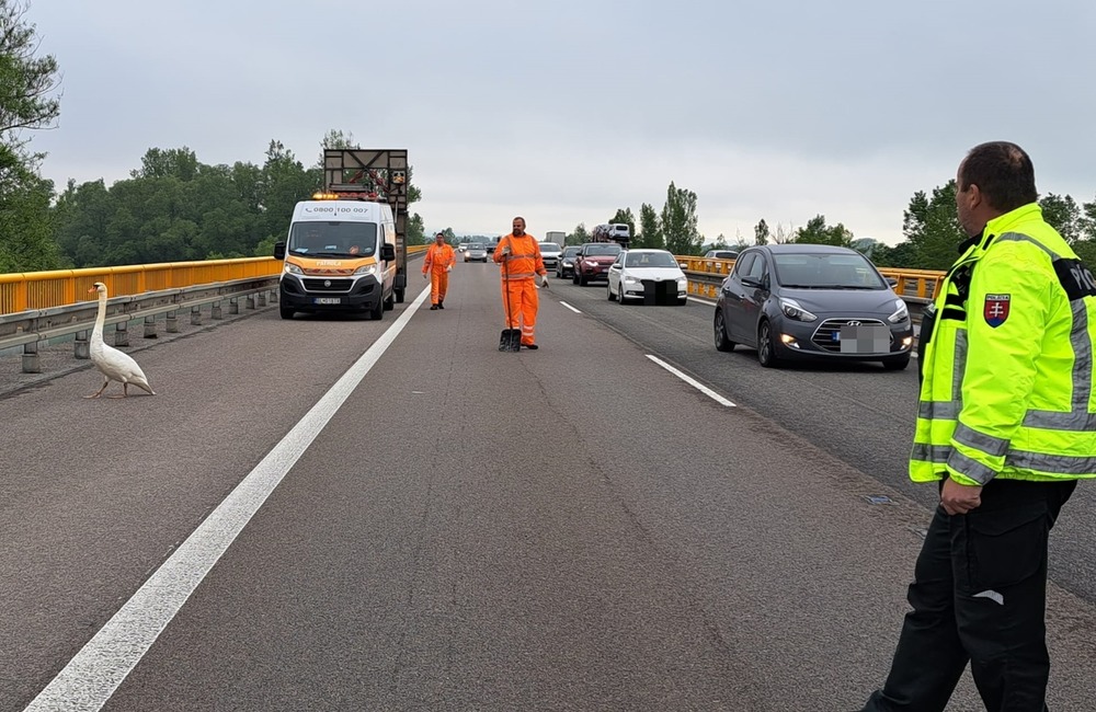 FOTO: Po diaľnici pri Trenčíne pobehovala labuť. Bez diaľničnej známky , foto 1