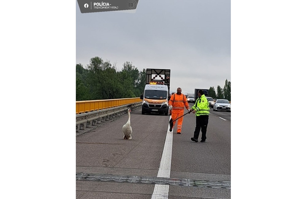 FOTO: Po diaľnici pri Trenčíne pobehovala labuť. Bez diaľničnej známky , foto 2