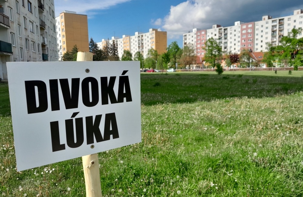 FOTO: V centre Starej Turej vyrastie divoká lúka. Domáci maznáčikovia tam budú mať  stopku, foto 1