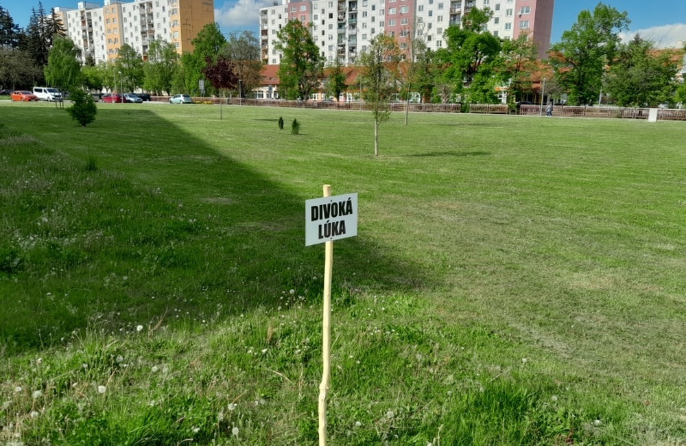 FOTO: V centre Starej Turej vyrastie divoká lúka. Domáci maznáčikovia tam budú mať  stopku, foto 2