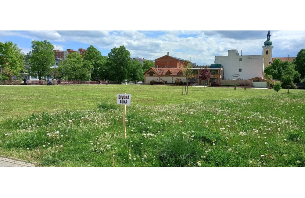 FOTO: V centre Starej Turej vyrastie divoká lúka. Domáci maznáčikovia tam budú mať  stopku, foto 4