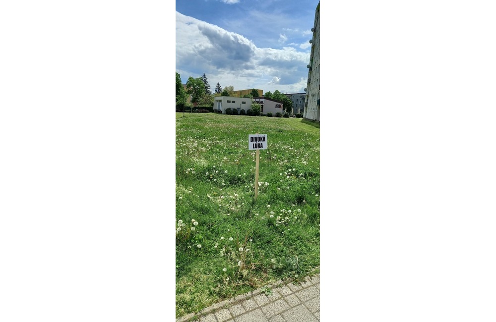 FOTO: V centre Starej Turej vyrastie divoká lúka. Domáci maznáčikovia tam budú mať  stopku, foto 5