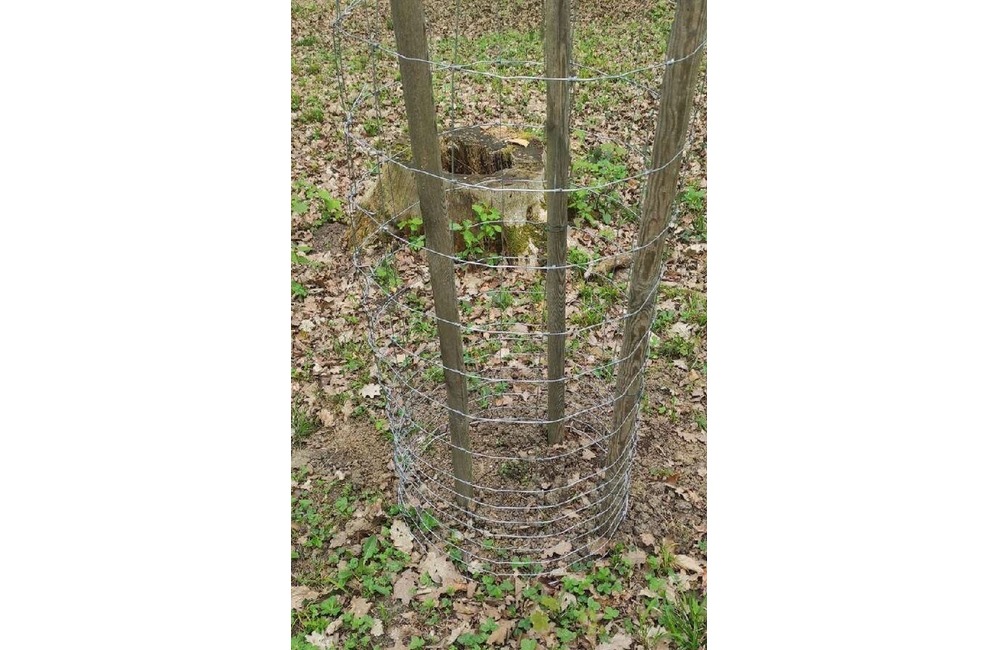 FOTO: Stromy v Trenčíne v ohrození. Deťom ukradli v škôlke jedličku, v parkoch padli za obeť ďalšie stromy , foto 5