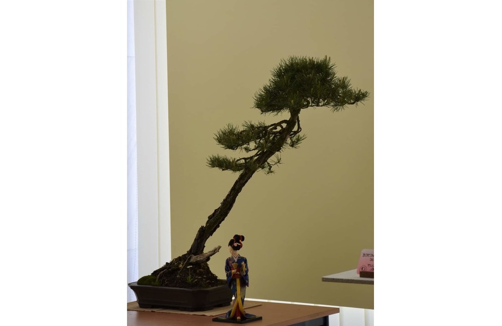 FOTO: Maxi výstava mini stromov v Považskej Bystrici. Ktorý je najkrajší?, foto 2