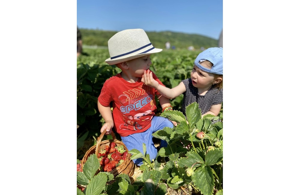 FOTO: Ľudia berú polia v Moravskom Lieskovom útokom. Začal sa samozber jahôd, foto 1