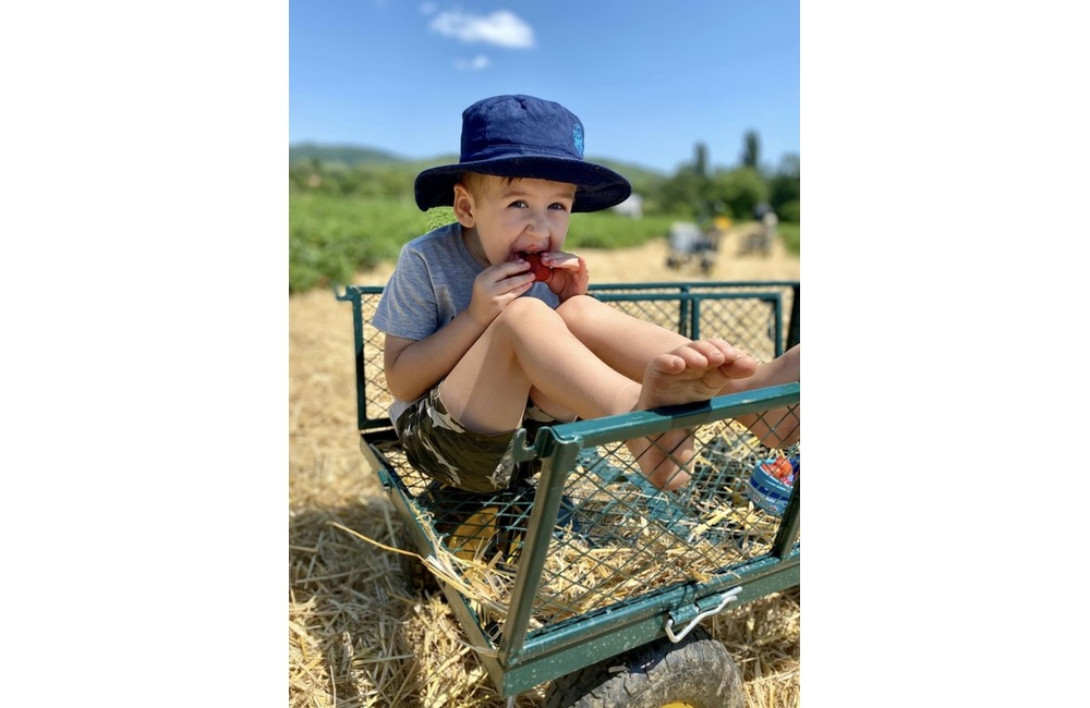 FOTO: Ľudia berú polia v Moravskom Lieskovom útokom. Začal sa samozber jahôd, foto 2