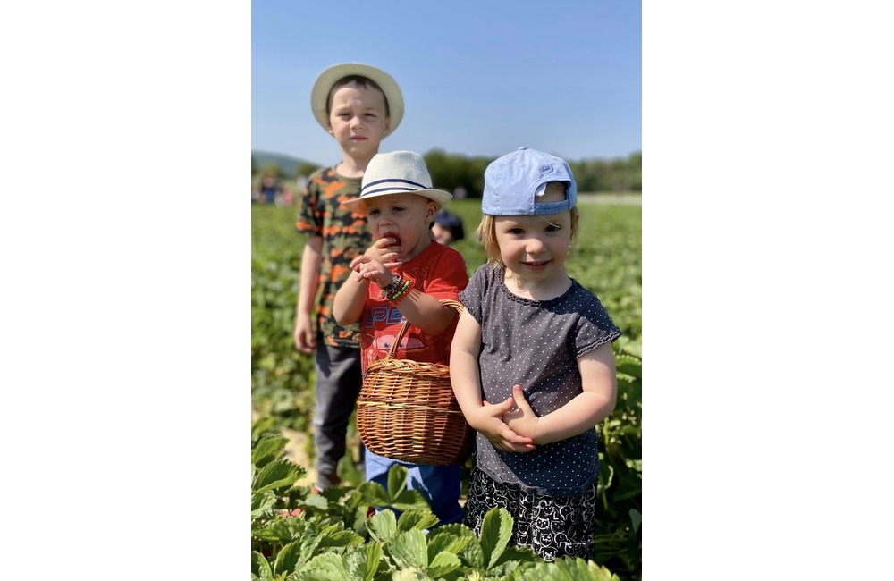 FOTO: Ľudia berú polia v Moravskom Lieskovom útokom. Začal sa samozber jahôd, foto 3