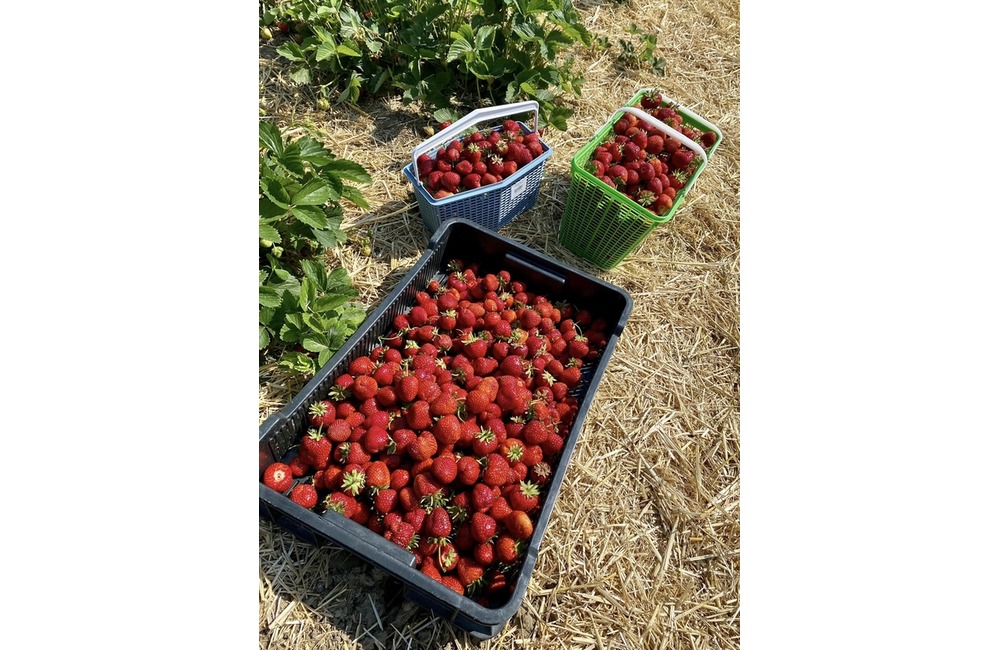 FOTO: Ľudia berú polia v Moravskom Lieskovom útokom. Začal sa samozber jahôd, foto 4