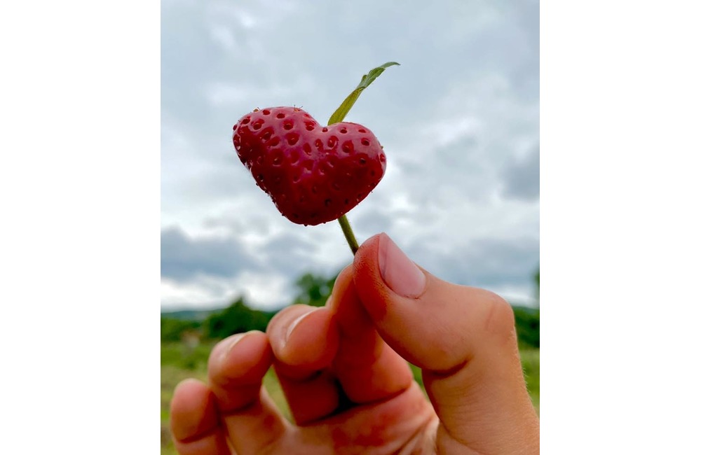FOTO: Ľudia berú polia v Moravskom Lieskovom útokom. Začal sa samozber jahôd, foto 5