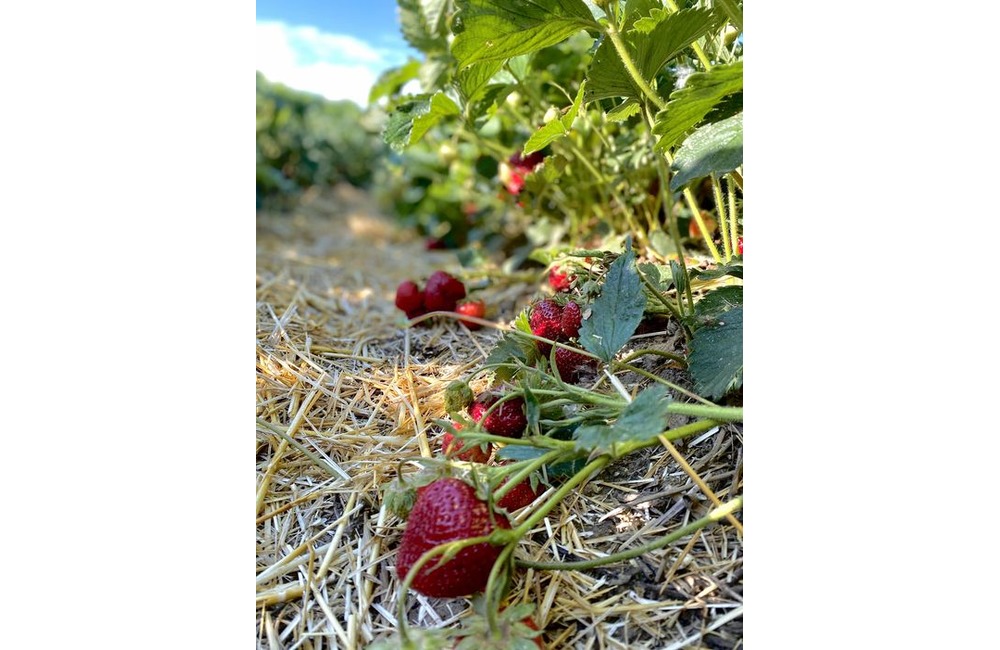 FOTO: Ľudia berú polia v Moravskom Lieskovom útokom. Začal sa samozber jahôd, foto 6
