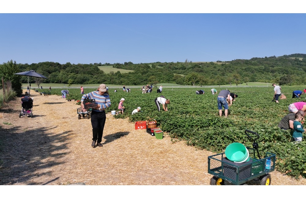 FOTO: Ľudia berú polia v Moravskom Lieskovom útokom. Začal sa samozber jahôd, foto 7