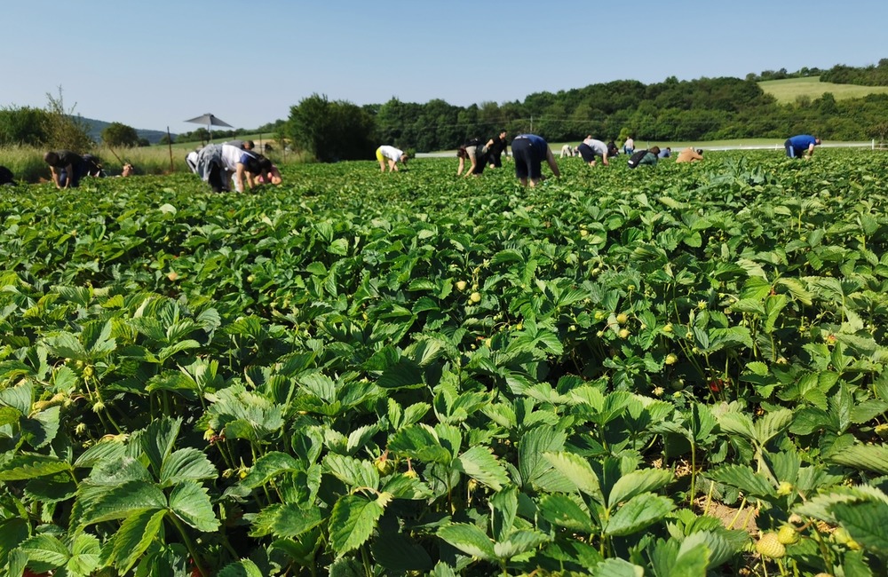 FOTO: Ľudia berú polia v Moravskom Lieskovom útokom. Začal sa samozber jahôd, foto 8