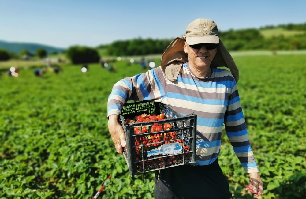 FOTO: Ľudia berú polia v Moravskom Lieskovom útokom. Začal sa samozber jahôd, foto 9