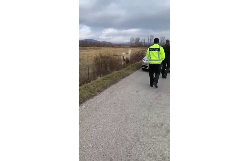 FOTO: So zatúlanými exotmi v Trenčianskom kraji sa roztrhlo vrece. Neďaleko Trenčína sa špacíroval riadny skvost, foto 3