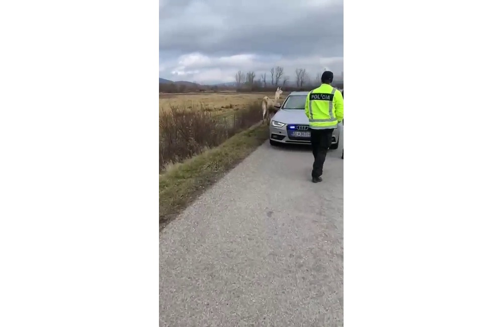 FOTO: So zatúlanými exotmi v Trenčianskom kraji sa roztrhlo vrece. Neďaleko Trenčína sa špacíroval riadny skvost, foto 4