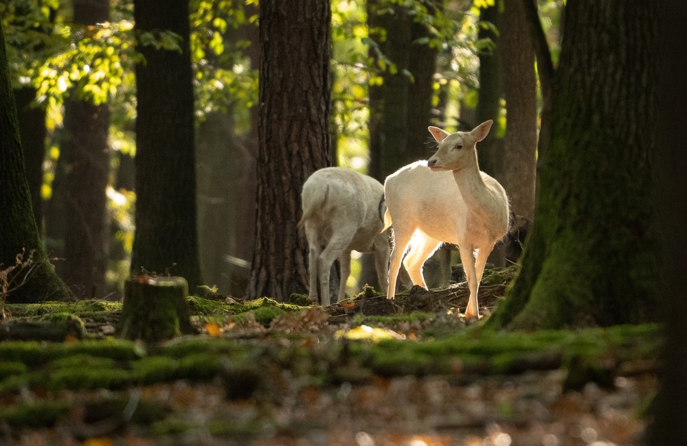 FOTO: Hornonitriansky fotograf nazerá zvieratám priamo „do kuchyne“.  Na svojom konte má medvedí wellnes, či hostinu dra, foto 1