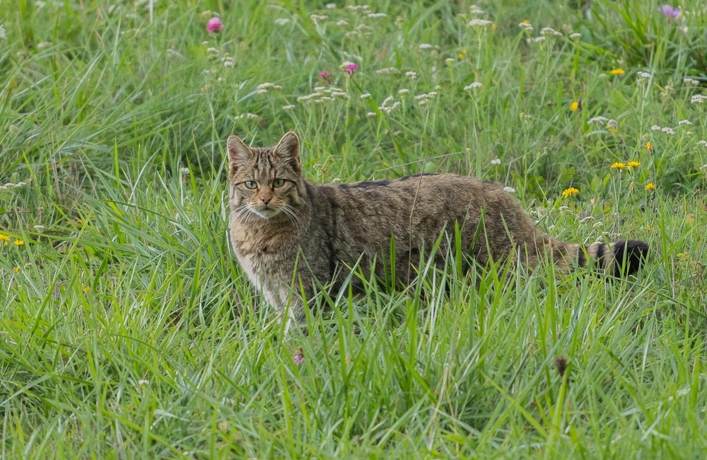 FOTO: Hornonitriansky fotograf nazerá zvieratám priamo „do kuchyne“.  Na svojom konte má medvedí wellnes, či hostinu dra, foto 2