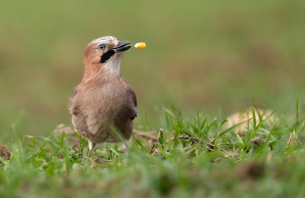 FOTO: Hornonitriansky fotograf nazerá zvieratám priamo „do kuchyne“.  Na svojom konte má medvedí wellnes, či hostinu dra, foto 3