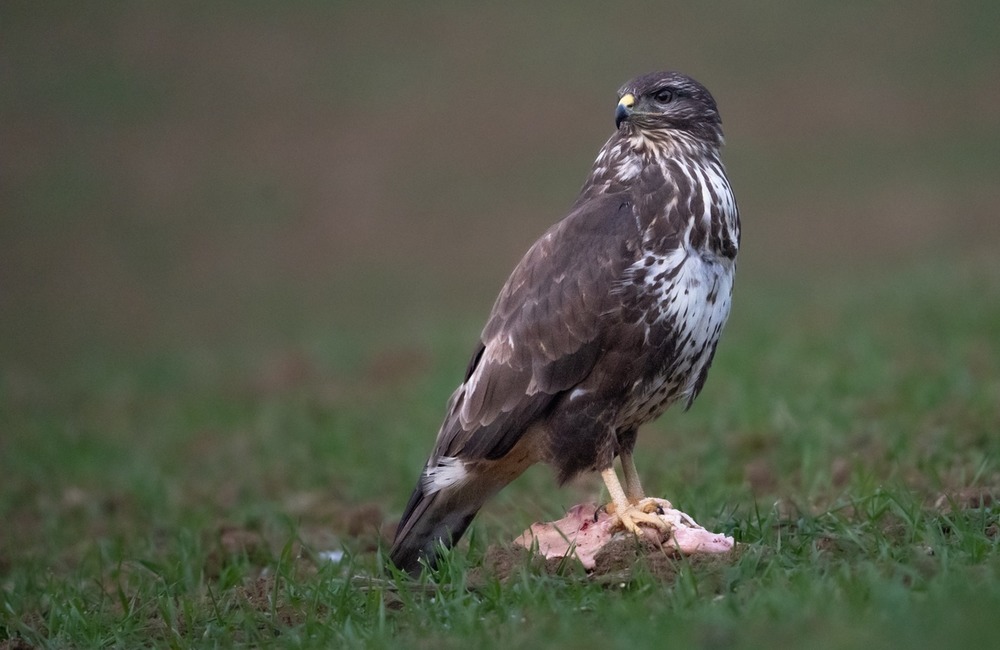 FOTO: Hornonitriansky fotograf nazerá zvieratám priamo „do kuchyne“.  Na svojom konte má medvedí wellnes, či hostinu dra, foto 4