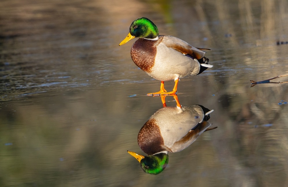 FOTO: Hornonitriansky fotograf nazerá zvieratám priamo „do kuchyne“.  Na svojom konte má medvedí wellnes, či hostinu dra, foto 5