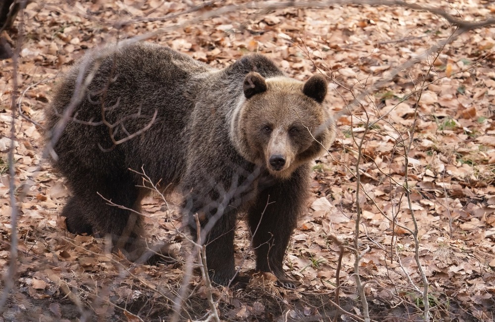 FOTO: Hornonitriansky fotograf nazerá zvieratám priamo „do kuchyne“.  Na svojom konte má medvedí wellnes, či hostinu dra, foto 6