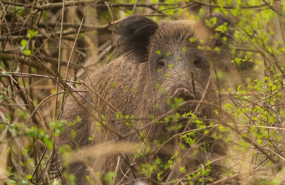 FOTO: Hornonitriansky fotograf nazerá zvieratám priamo „do kuchyne“.  Na svojom konte má medvedí wellnes, či hostinu dra, foto 8