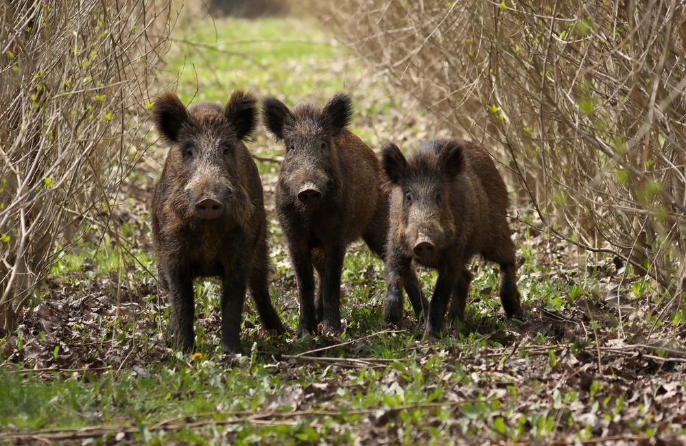 FOTO: Hornonitriansky fotograf nazerá zvieratám priamo „do kuchyne“.  Na svojom konte má medvedí wellnes, či hostinu dra, foto 9