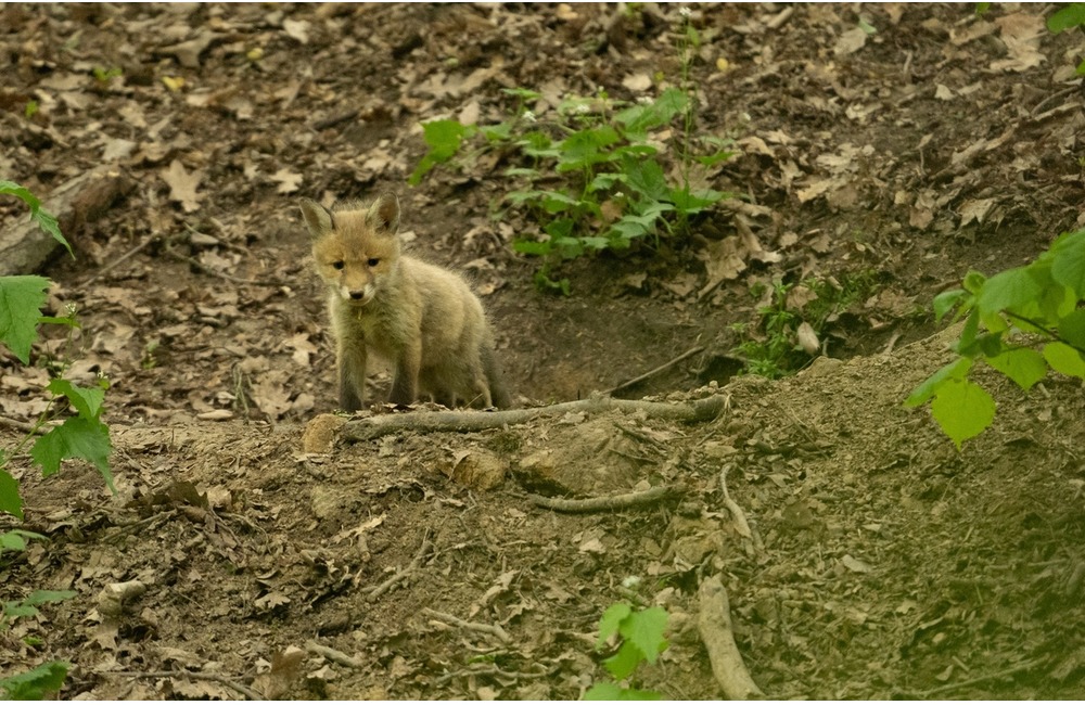 FOTO: Hornonitriansky fotograf nazerá zvieratám priamo „do kuchyne“.  Na svojom konte má medvedí wellnes, či hostinu dra, foto 10